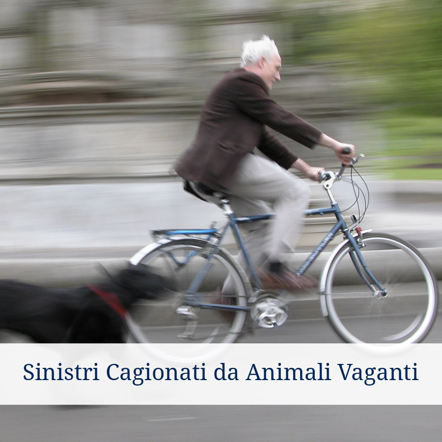 Sinistri Animali Vaganti